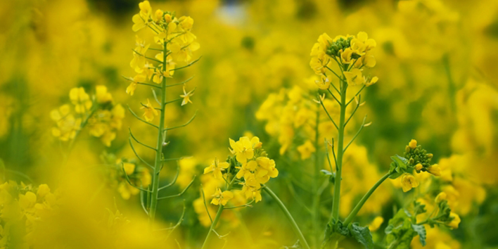 菜の花